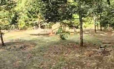 JUAL MURAH TANAH KEBUN DURIAN PRODUKTIF  VIEW INDAH TEPI SUNGAI WISATA PEKALONGAN