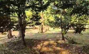 JUAL MURAH TANAH KEBUN DURIAN PRODUKTIF  VIEW INDAH TEPI SUNGAI WISATA PEKALONGAN