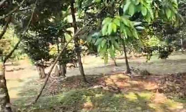 JUAL MURAH TANAH KEBUN DURIAN PRODUKTIF  VIEW INDAH TEPI SUNGAI WISATA PEKALONGAN