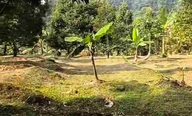 JUAL MURAH TANAH KEBUN DURIAN PRODUKTIF  VIEW INDAH TEPI SUNGAI WISATA PEKALONGAN