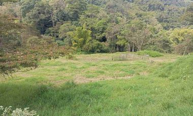VENDO HERMOSA FINCA CON GALPONES DE POLLO EN SILVANIA