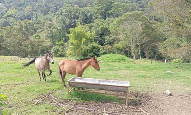 VENDO HERMOSA FINCA CON GALPONES DE POLLO EN SILVANIA