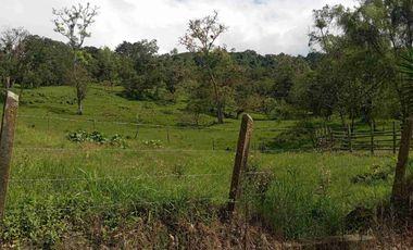 VENDO HERMOSA FINCA CON GALPONES DE POLLO EN SILVANIA