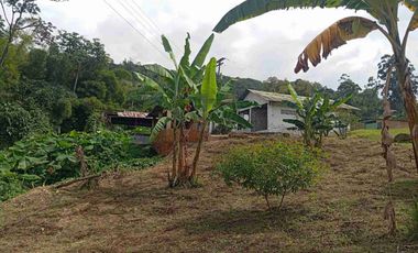 VENDO HERMOSA FINCA CON GALPONES DE POLLO EN SILVANIA