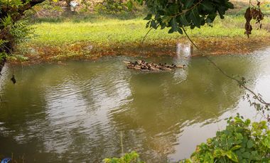 Riverside Pool Villa Farm Resort Phibun Mangsahan