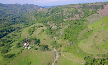SE VENDE FINCA EN QUIMBAYA - QUINDIO