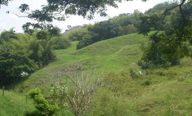 SE VENDE FINCA EN QUIMBAYA - QUINDIO