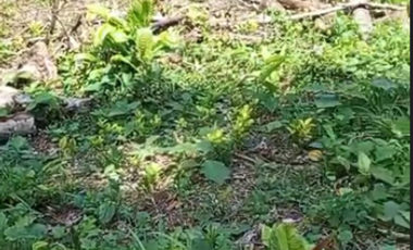 TERRENO EN PEDRO VICENTE MALDONADO