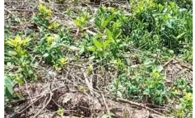 TERRENO EN PEDRO VICENTE MALDONADO