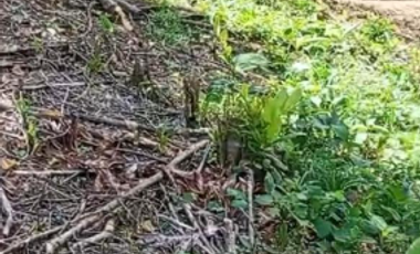 TERRENO EN PEDRO VICENTE MALDONADO