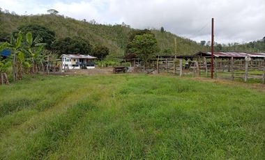 Hacienda Marichu Enea: 240 Has
