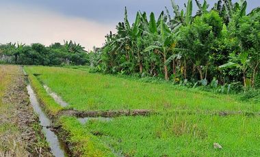 SAWAH PRODUKTIF DIJUAL DEKAT TERMINAL GIWANGAN YOGYAKARTA