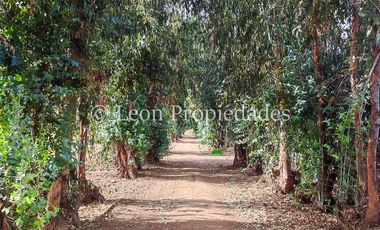 Leon Propiedades vende 4,4 has. a orilla de camino principal, sector Pataguilla, Curacaví.