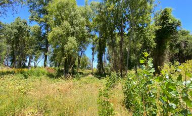 Parcela 5000 mts2 arboles nativos