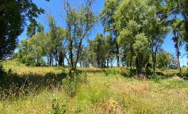Parcela 5000 mts2 arboles nativos