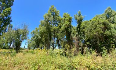 Parcela 5000 mts2 arboles nativos
