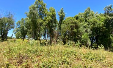 Parcela 5000 mts2 arboles nativos