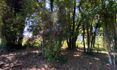 Parcela 5000 mts2 arboles nativos