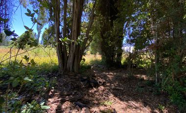 Parcela 5000 mts2 arboles nativos