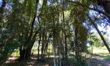 Parcela 5000 mts2 arboles nativos