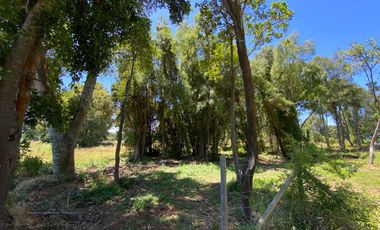 Parcela 5000 mts2 arboles nativos