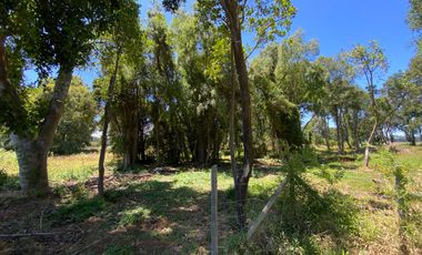 Parcela 5000 mts2 arboles nativos