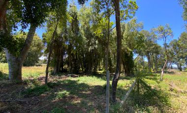 Parcela 5000 mts2 arboles nativos