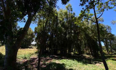 Parcela 5000 mts2 arboles nativos