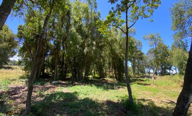 Parcela 5000 mts2 arboles nativos