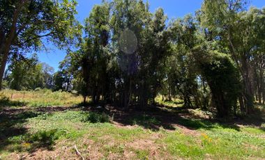Parcela 5000 mts2 arboles nativos