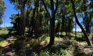 Parcela 5000 mts2 arboles nativos