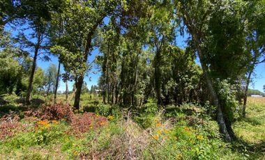 Parcela 5000 mts2 arboles nativos