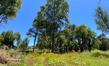 Parcela 5000 mts2 arboles nativos