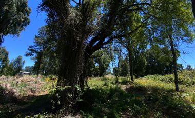 Parcela 5000 mts2 arboles nativos
