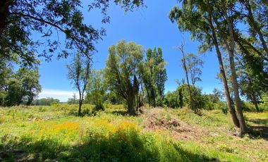 Parcela 5000 mts2 arboles nativos