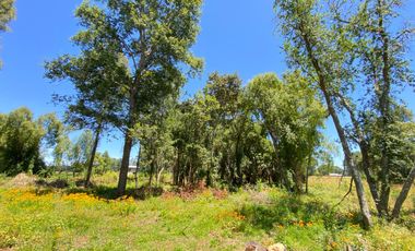 Parcela 5000 mts2 arboles nativos