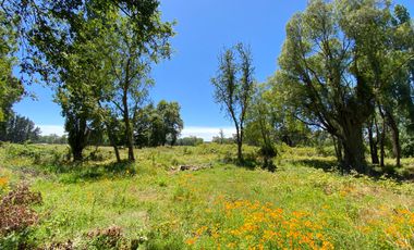 Parcela 5000 mts2 arboles nativos