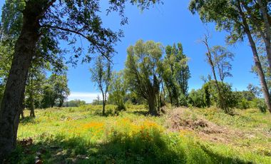Parcela 5000 mts2 arboles nativos