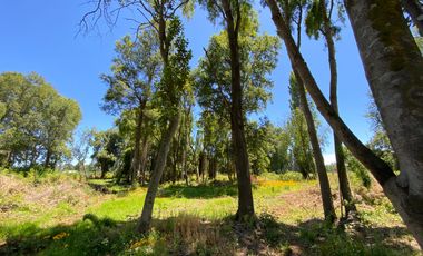 Parcela 5000 mts2 arboles nativos