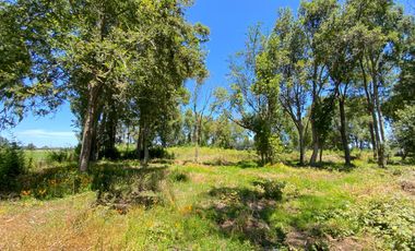 Parcela 5000 mts2 arboles nativos