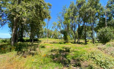 Parcela 5000 mts2 arboles nativos