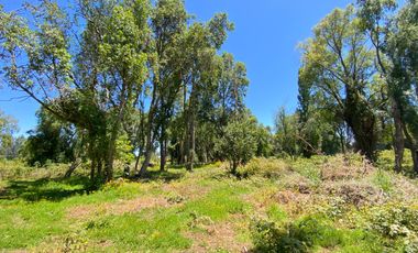 Parcela 5000 mts2 arboles nativos