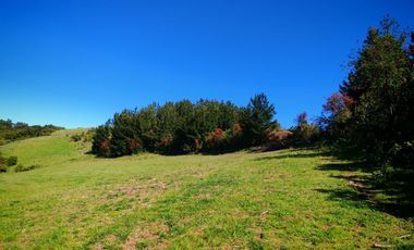 Venta de hermoso campo de 15 hectáreas, Teodoro Schmidt.