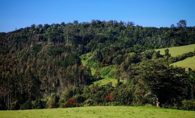 Venta de hermoso campo de 15 hectáreas, Teodoro Schmidt.