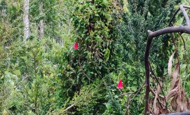 Venta de hermoso campo de 15 hectáreas, Teodoro Schmidt.