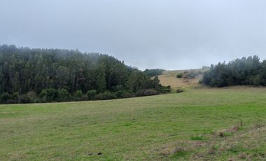 Venta de hermoso campo de 15 hectáreas, Teodoro Schmidt.