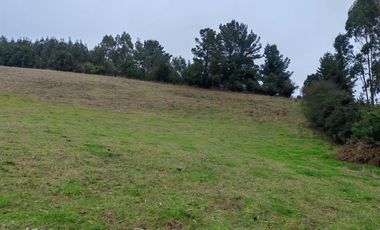 Venta de hermoso campo de 15 hectáreas, Teodoro Schmidt.