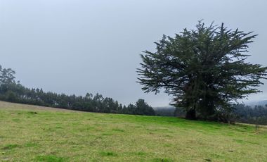Venta de hermoso campo de 15 hectáreas, Teodoro Schmidt.