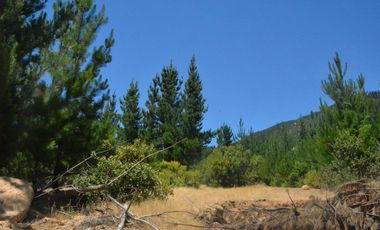 Parcela con rol propio a 50 min de Cauquenes, El Maule