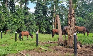 Finca en Venta en Puerto Quito - Ecuador
